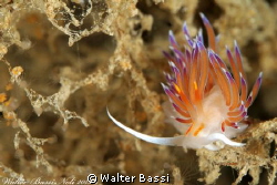 Cratena peregrina by Walter Bassi 